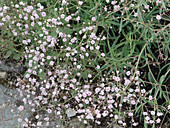 Gypsophila repens 'Rosenschleier' (Schleierkraut)