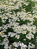 Matricaria parthenium syn. Tanacetum parthenium, syn. Chrysanthemum parthenium