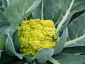 Cauliflower 'Vitaverde' (Brassica oleracea)