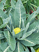 Mini-Blumenkohl 'Vitaverde' (Brassica oleracea)