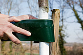 Im Frühling eine Schutzmanschette gegen Ameisen am Kirschbaum (Prunus) anbringen