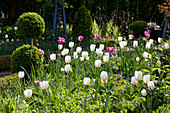 Tulipa 'Inzell', 'Mata Hari' (tulips), Buxus (box) - topiary double sphere