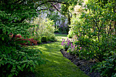 Shady lawn path between beds with shrubs and perennials