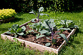 Quadrat - Beet mit Gemüsepflanzen : Blumenkohl, Rotkohl (Brassica), Radieschen (Raphanus), Paprika (Capsicum)