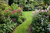 Garten mit Rosen und Stauden : Rosa 'Paganini' (Kleinstrauchrose), ungefüllt, rot öfterblühend, Beet eingefaßt mit Geranium (Storchschnabel), rechts Cimicifuga (Silberkerze)