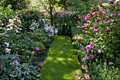 Rose garden: Rosa 'Bouquet Parfait' 'Nestor' 'Hippolyte Jamain' (roses), Hosta sieboldii (funkie), small lawn path.
