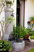 Terrasse mit Wandbrunnen, Agapanthus (Afrikanische Schmucklilie)