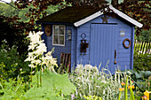 Blaues Gartenhaus hinter Staudenbeet mit Astilboides tabularis (Schaublatt), Alchemilla (Frauenmantel) und Phalaris (Reitgras)