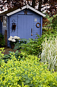 Blue garden house behind perennial bed with Alchemilla (lady's mantle), Hosta (funcias) and Phalaris (riding grass)