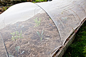 Ein Schutznetz schützt die Kohlpflanzen vor der Eiablage des Kohlweißlings und dem Schaden durch dessen Raupen