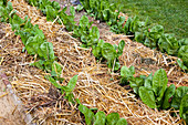 Lettuce plants mulched with straw in a flower bed