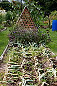 Onions (Allium cepa) are bent over for drying in the bed