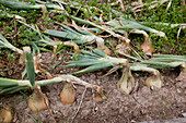 Onions (Allium cepa) bent over to dry in the bed