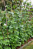 Runner beans (Phaseolus) on beanstalks in the cottage garden