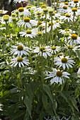 Echinacea purpurea 'Avalanche' (White coneflower)