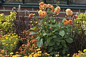 Summer flower bed in front of wall of lean-to greenhouse