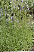 Campanula rapunculus (Rapunzel Glockenblume)