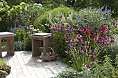 Terrassenbeet mit Echinacea 'Magnus' 'Rubinstern' 'White Swan' (Sonnenhut)