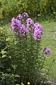 Phlox paniculata 'Dorffreude' (flame flowers)