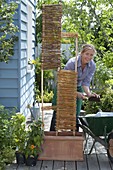 Willow elements as climbing aid for black-eyed susans (7/10)