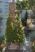 Willow elements as a climbing aid for black-eyed Susanne