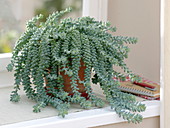 Sedum morganianum (Schlangen-Fetthenne) am Fenster