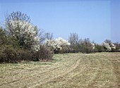 Wildsträucher - Hecke mit blühenden Schlehen (Prunus spinosa)