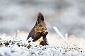 Eichhörnchen mit Nuss im Schnee, Sciurus vulgaris, Bayern, Deutschland / Red Squirrel in snow, Sciurus vulgaris, Bavaria, Germany, Europe