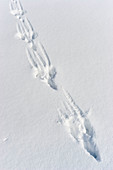 Hasenspur im Schnee (Lepus capensis), Bayern, Deutschland