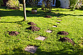Hills of the European Mole in a garden, Talpa europaea, Bavaria, Germany