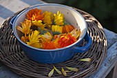 Blüten von Calendula (Ringelblumen) in blauer Schale