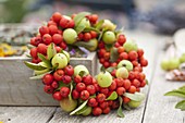 Fruit wreath of edible mountain ash, rowan 'Edulis' (Sorbus aucuparia)