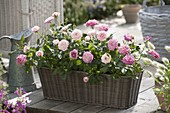 Basket box planted with pinks (potted roses)