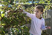 Girl picking blackberries (Rubus), garden fence