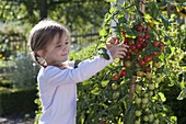 Mädchen pflückt Cocktail - Tomaten (Lycopersicon)