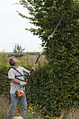 Man trimming hedge