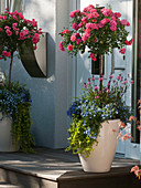 Large tubs next to house door with Rosa (rose stems), Lobelia