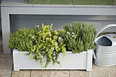 White box with thyme (Thymus), golden rosemary 'Wilma'