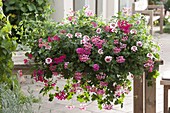 Pelargonium peltatum (hanging geraniums), Verbena (verbena)