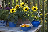 Helianthus annuus (sunflowers), thyme (Thymus)