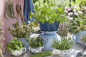 Herb bouquets of parsley (Petroselinum), oregano (Origanum), basil