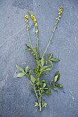 Agrimonia eupatoria (Common agrimony)