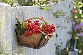 Kleiner Korb mit frisch geernteten Beeren von Eberesche, Vogelbeere