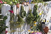 Drying tea and kitchen herbs on the fence