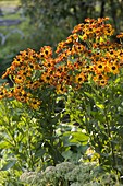 Helenium 'Rauchtopas' (Sun Bride)