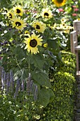 Helianthus 'Garden Statement' (sunflowers)