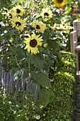 Helianthus 'Garden Statement' (Sonnenblumen)