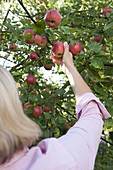Woman picking apples (Malus)