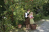 Apple harvest with children