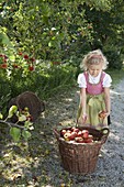 Apple harvest with children